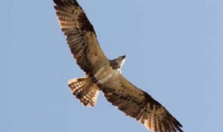 Jornada de seguiment de rapinyaires