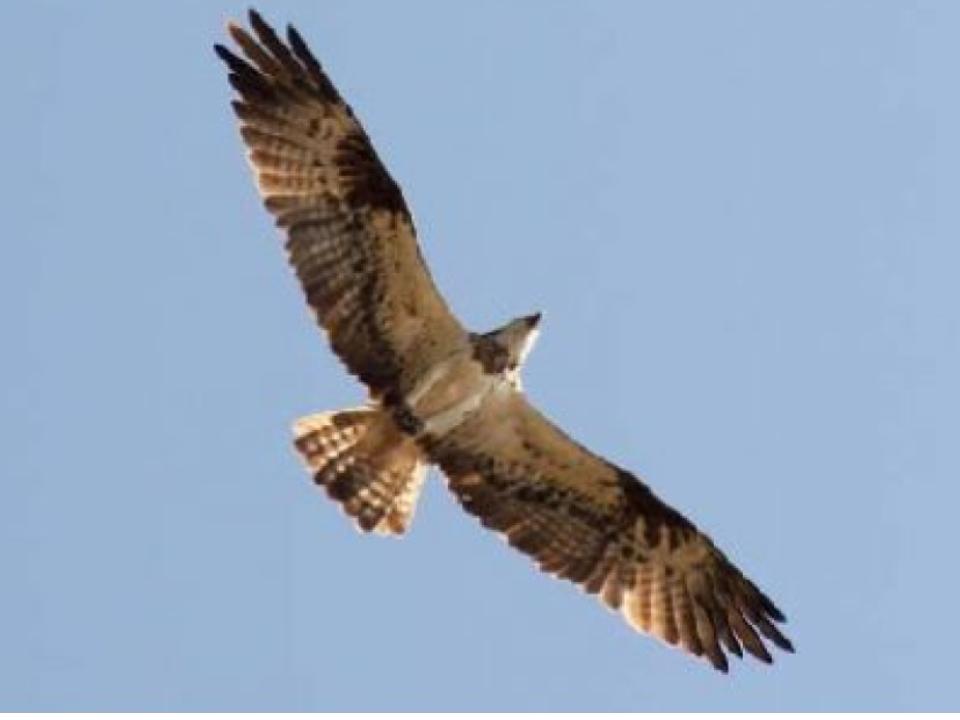 Jornada de seguiment de rapinyaires