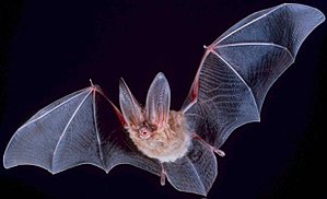 ratpenat 300px-Big-eared-townsend-fledermaus