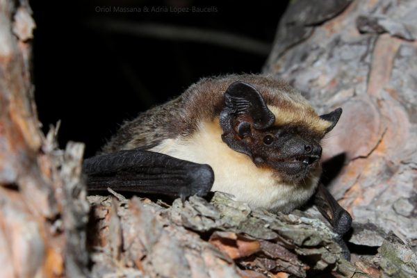 ratpenats granollers 1