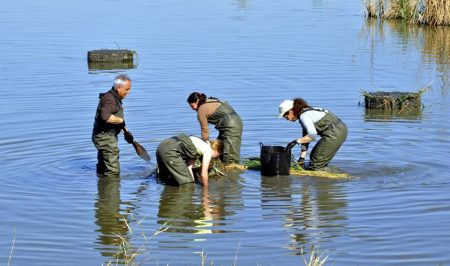 Voluntariat ambiental en la reserva ornitològica de Riet Vell amb SEO BirdLife
