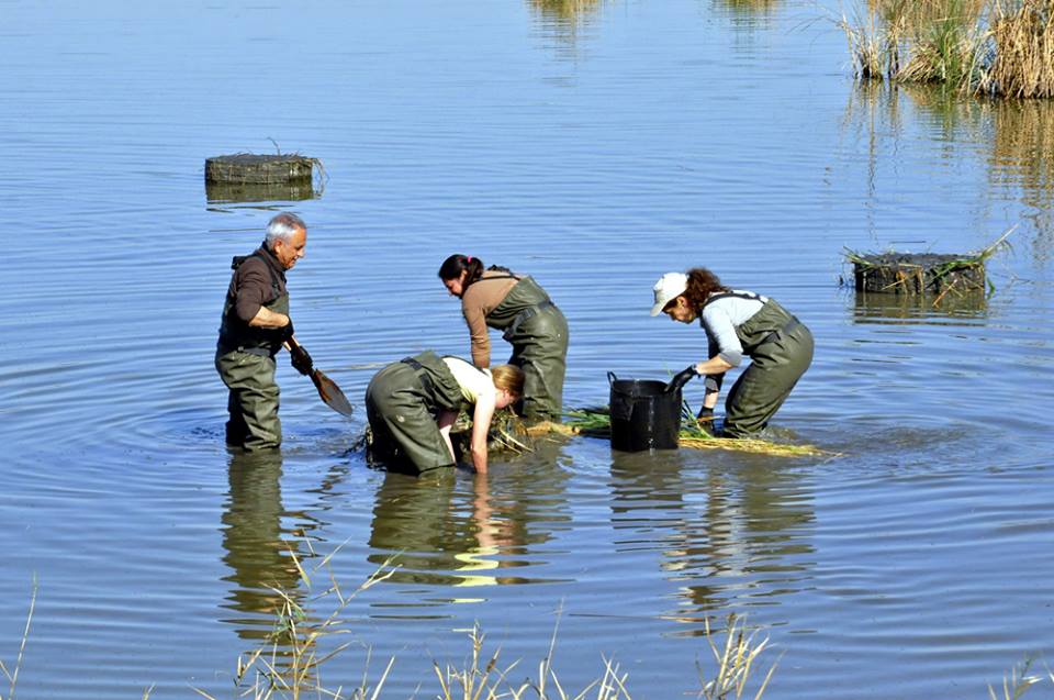 Voluntariat ambiental en la reserva ornitològica de Riet Vell amb SEO BirdLife