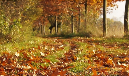 ritme natura tardor retall