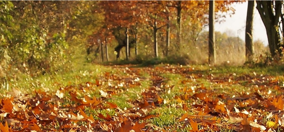 ritme natura tardor retall