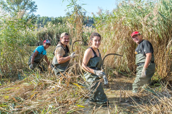voluntariat ambiental a la Reserva Natural de Sebes