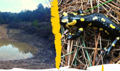 sinia dia mundial aigua 2