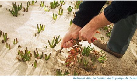 Voluntariat Ambiental amb l'Associació Mediambiental La Sínia