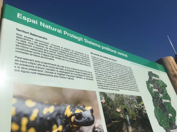 Territori Salamandra Associació Mediambiental La sinia