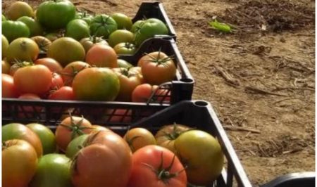 Espigolada de tomàquets