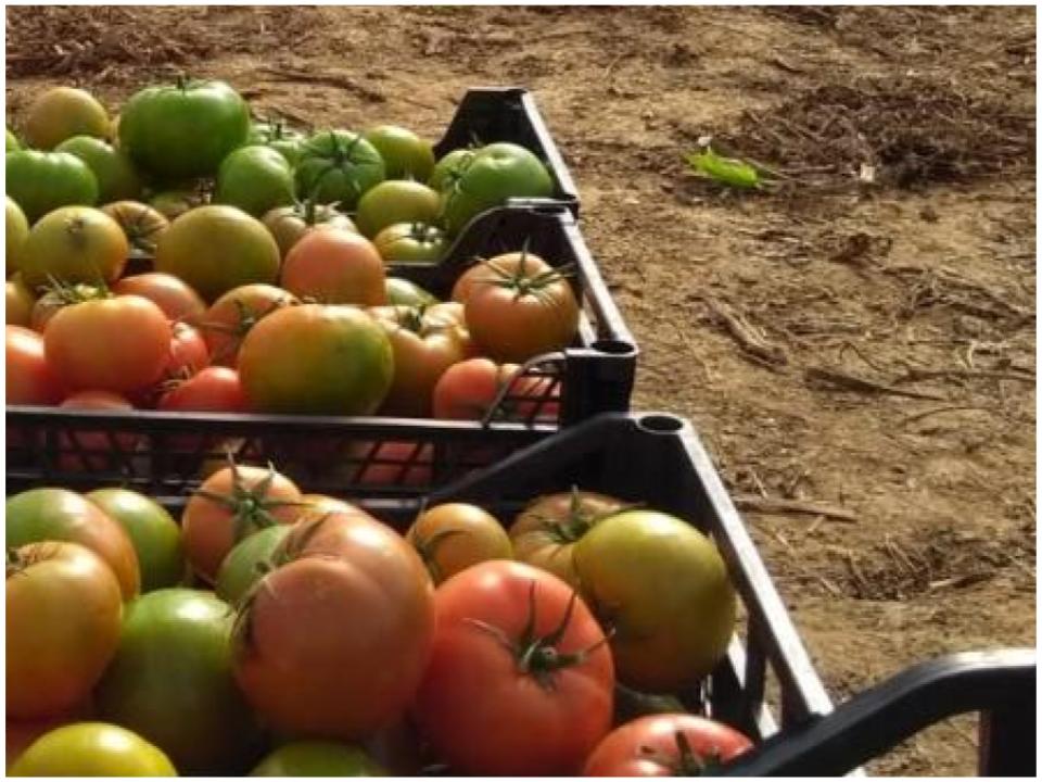 Espigolada de tomàquets