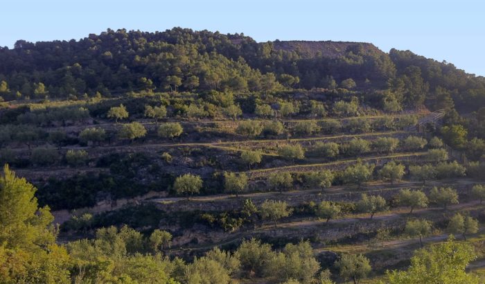 trenca olivar