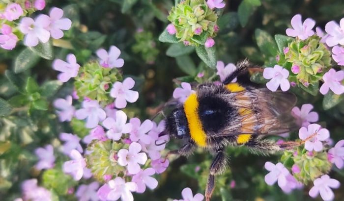 Descobreix la flora i la fauna al Parc de la Creueta del Coll