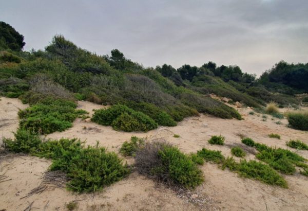 Voluntariat Platja Savinosa