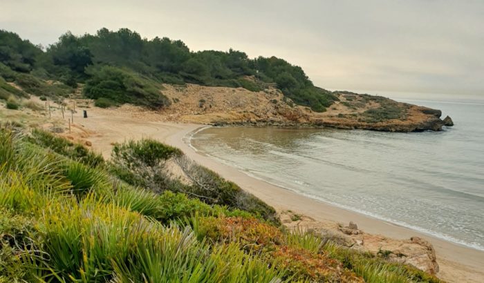 Voluntariat Platja Savinosa