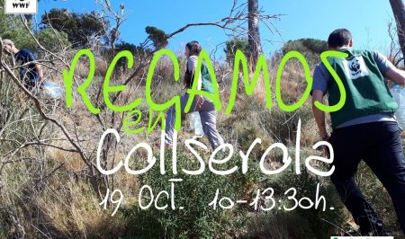 wwf jornada 19 octubre