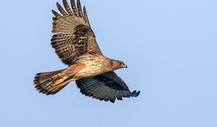 Aquila fasciata àguila cuabarrada