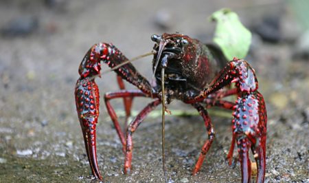 cranc de riu americà (Procambarus clarkii)