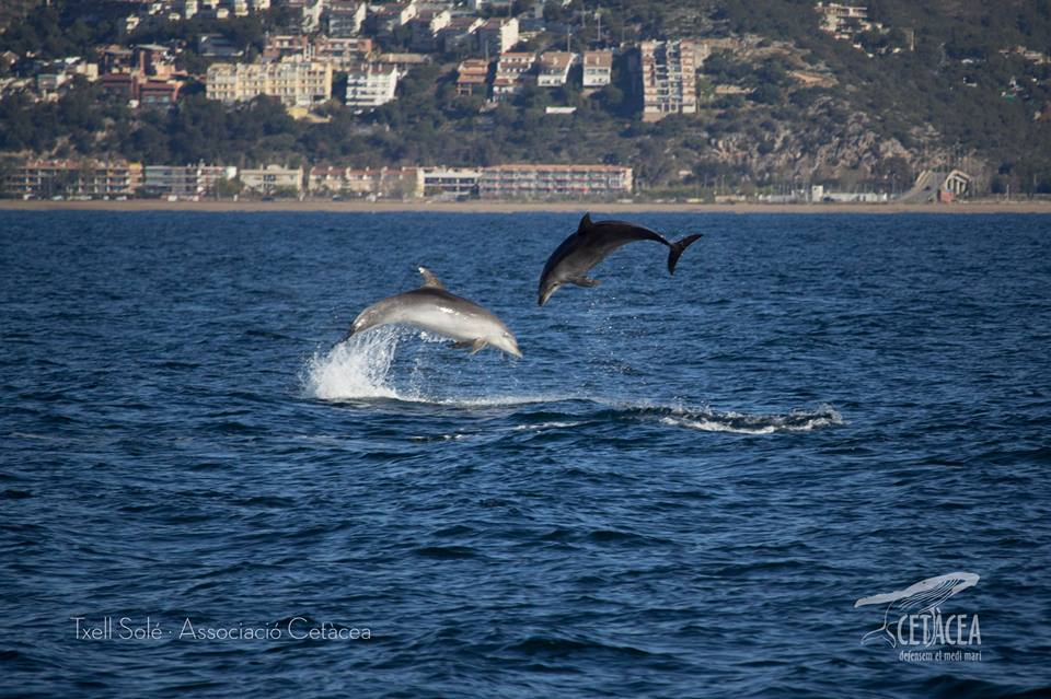 associació cetacea dofins