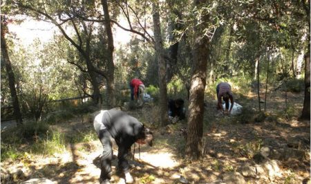Voluntariat ambiental al Bosc de Turull