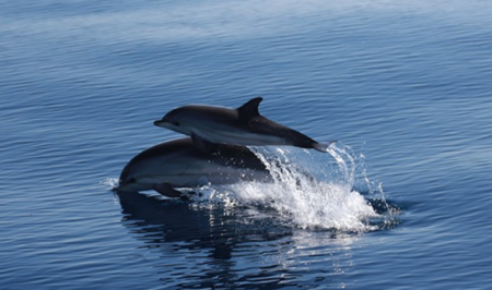 cetacea dofins